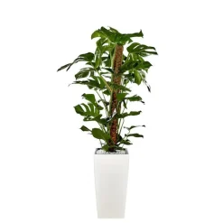 Discount Monstera et son pot Cubico premium Ø 30 blanc