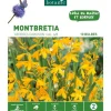 Best BOTANIC® Montbretia Davidson orange - 10 bulbes