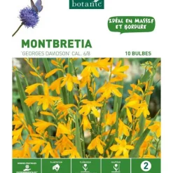 Best BOTANIC® Montbretia Davidson orange - 10 bulbes