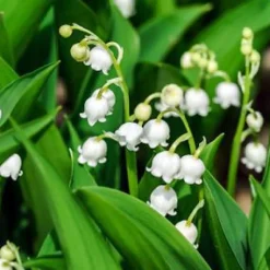 Clearance Muguet 3 griffes
