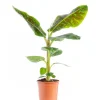 New Musa’dwarf Cavendish Bananier Pot Ø35 cm H180 cm