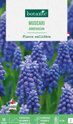 Clearance BOTANIC® Muscari armeniacum - 15 bulbes
