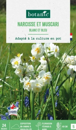 Outlet BOTANIC® Muscari et narcisse pluriflore en mélange - 24 bulbes