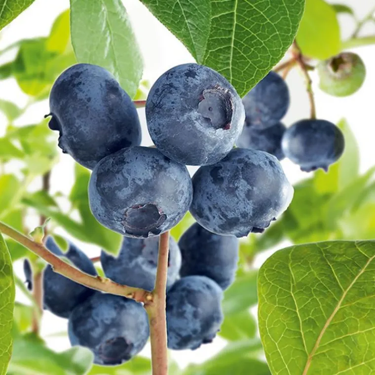 Discount BOTANIC® Myrtille Brigitta Blue Bio. Le pot de 2 litres