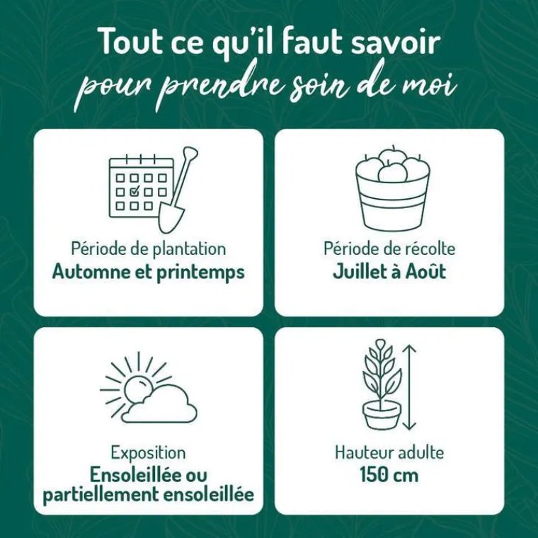 Clearance BOTANIC® Myrtille Pink Lemonade® Bio. Le pot de 2 litres