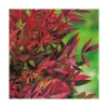 BOTANIC® Nandina Gulfstream pot 3 L