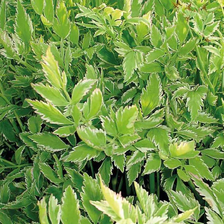 Sale BOTANIC® Œnanthe flamingo godet 9x9 cm