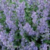 Best BOTANIC® Nepeta Herbe A Chat - Le pot de 9 x 9 cm