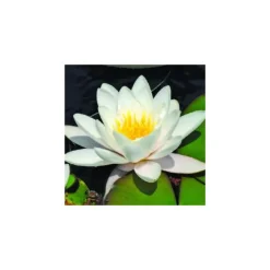 Outlet BOTANIC® Nénuphar 'Albatros'