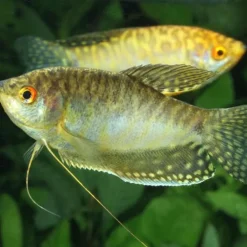 Clearance BLUE CORAL Nourriture pour gourami, granulés ProNovo, JBL - 115g, 250ml