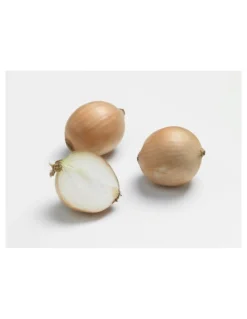 Hot BOTANIC® Oignon Sturon AB bio calibre 10/21 bulbes à planter - Le filet de 250 g