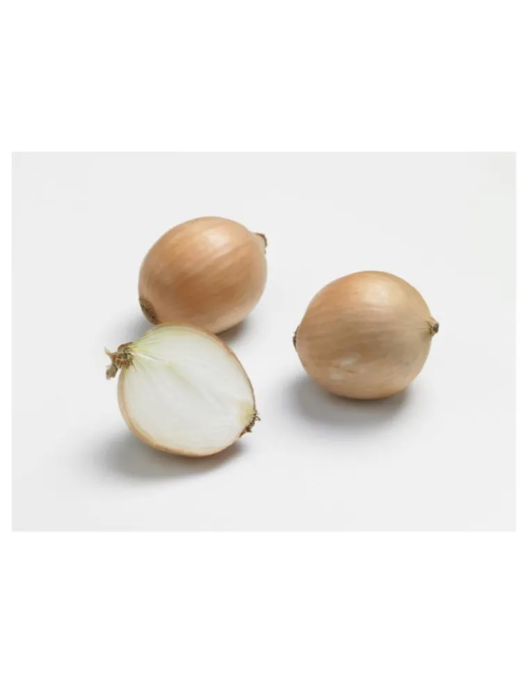 Hot BOTANIC® Oignon Sturon AB bio calibre 10/21 bulbes à planter - Le filet de 250 g