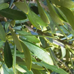 Discount Olea ou Olivier Micro tige 17 cm