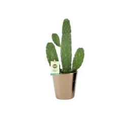 Discount Opuntia Rubescens Consolea 45 cm et son cache pot Ø 12 cm