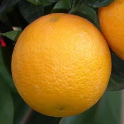 Sale Oranger. Le pot de 2 litres