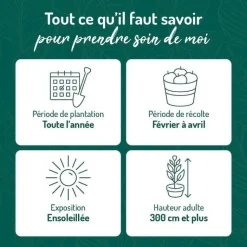 Discount BOTANIC® Oranger Navel Bio. Le pot de 3 litres