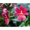 Sale BOTANIC® Orchidée Cambria nelly isler
