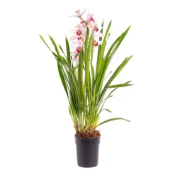 BOTANIC® Orchidée Cymbidium