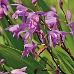 Clearance BOTANIC® Orchidée d’eau godet 9x9 cm