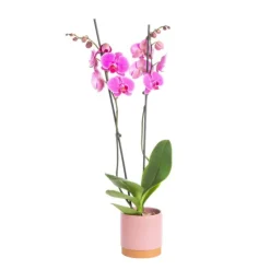 BOTANIC® Orchidée Phalaenopsis 2 branches avec cache-pot Ø 9 cm