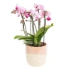 Best Orchidée Phalaenopsis (Phalaenopsis Boquetto) + cache-pot céramique Ø 12 cm