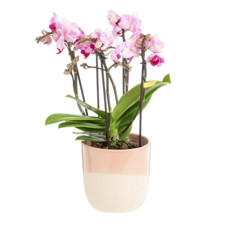 Best Orchidée Phalaenopsis (Phalaenopsis Boquetto) + cache-pot céramique Ø 12 cm