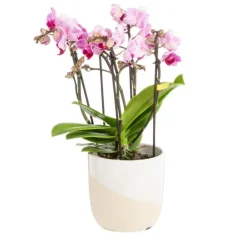 Best Orchidée Phalaenopsis (Phalaenopsis Boquetto) + cache-pot céramique Ø 12 cm