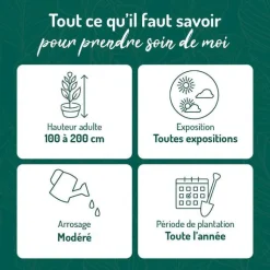 Discount BOTANIC® Osmanthe faux-houx ou Osmanthus heterophyllus Tricolor au feuillage multicolore. Le pot de 3 litres