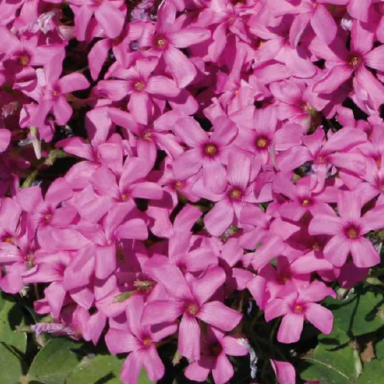 New BOTANIC® Oxalis trèfle à 4 feuilles - Le pot de 9 x 9 cm