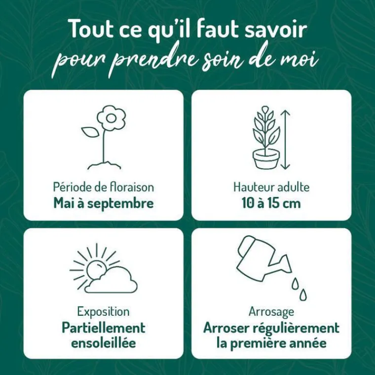 New BOTANIC® Oxalis trèfle à 4 feuilles - Le pot de 9 x 9 cm