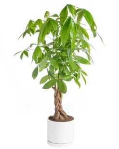 Online BOTANIC® Pachira aquatica tressé vert en pot blanc émaillé . Le pot Ø 24 cm