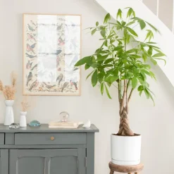 Online BOTANIC® Pachira aquatica tressé vert en pot blanc émaillé . Le pot Ø 24 cm