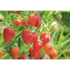 Hot BOTANIC® Paillis de chanvre - 60 L