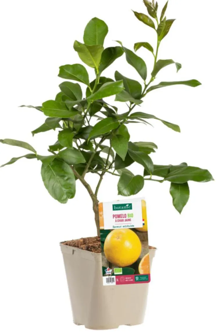 BOTANIC® Pamplemoussier Jaune Bio. Le pot de 3 litres