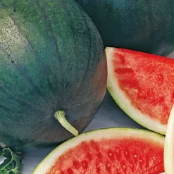 Hot BOTANIC® Pasteque Sugar Baby Bio. Le pot de 10,5 cm