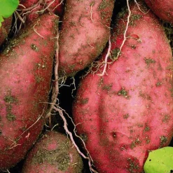 New BOTANIC® Patate Douce Beauregard Bio. Le pot de 1 litre