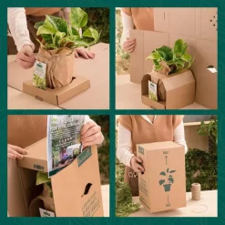 Sale BOTANIC® Pavot D'Islande Varie - Le pot de 9 x 9 cm