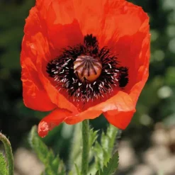 Discount BOTANIC® Pavot D'Orient rouge - Le pot de 9 x 9 cm