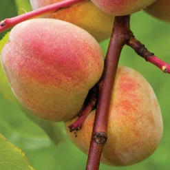 Best BOTANIC® Pêcher Pêche De Vigne Bio. Le pot de 12 litres