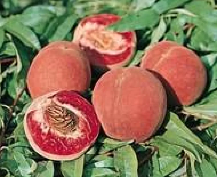 New BOTANIC® Pecher De Vigne. En racine nue, forme gobelet