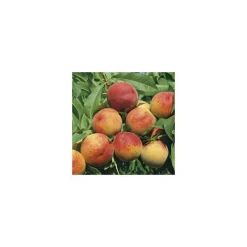 Clearance BOTANIC® Pecher Dixired. En racine nue, forme 1/2 tige