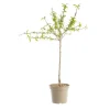 New BOTANIC® Pecher Reine Des Vergers. Le pot de 12 litres, forme gobelet