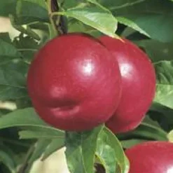 New BOTANIC® Pecher Reine Des Vergers. Le pot de 12 litres, forme gobelet