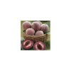 Discount BOTANIC® Pecher Sanguine De Savoie. En racine nue, forme gobelet