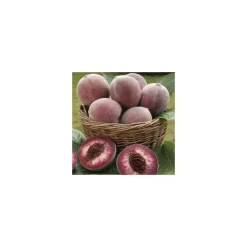 Discount BOTANIC® Pecher Sanguine De Savoie. En racine nue, forme gobelet