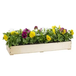 Outlet BOTANIC® Pensée à grandes fleurs - La cagette de 14 plants