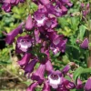Discount BOTANIC® Penstemon violet Gorge blanche - Le pot de 9 x 9 cm