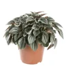 New PEPEROMIA NAPOLI NIGHTS