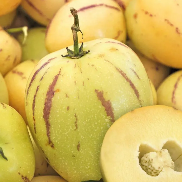 Best BOTANIC® Pepino Poire Melon Bio. Le pot de 1 litre