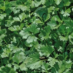 Best BOTANIC® Persil Commun Dit Plat Bio. Le pot de 2,5 litres